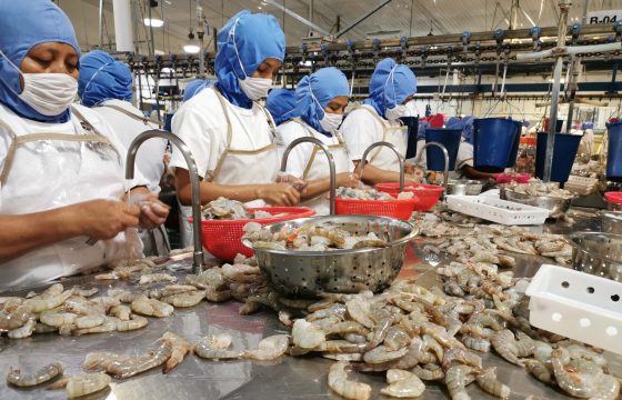 Pesca de camarones en Guatemala
